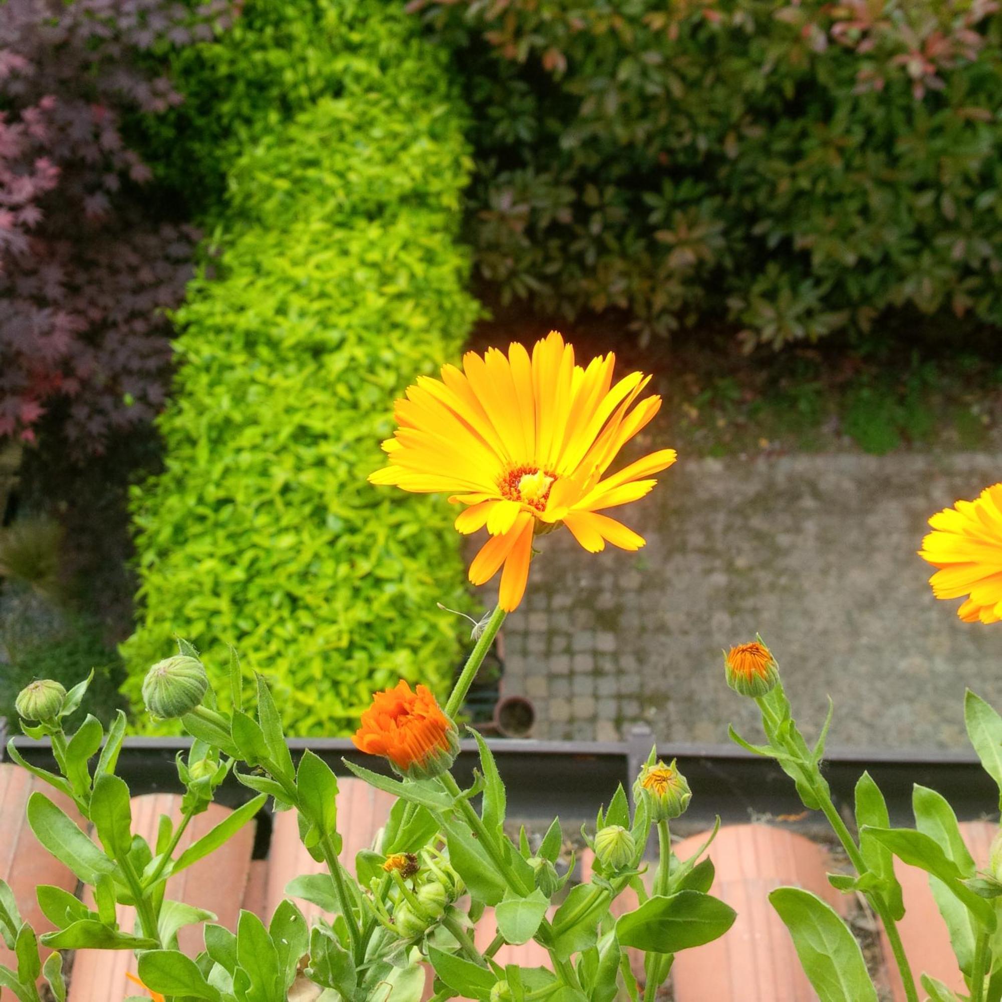 Gasthof With Terrace And Loft With Garden In Naviglio Pavese *